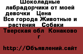 Шоколадные лабрадорчики от моей девочки › Цена ­ 25 000 - Все города Животные и растения » Собаки   . Тверская обл.,Конаково г.